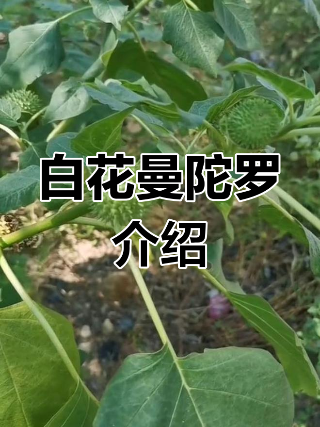 白花曼陀罗的导管图片