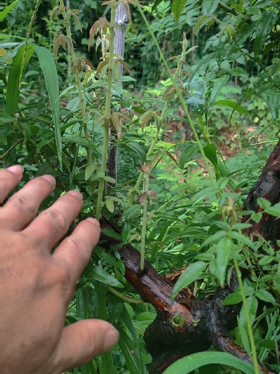 进入夏天高温刺共煌Ｃ笋芽的山木香高提根 花卉绿植 盆景 爱生活