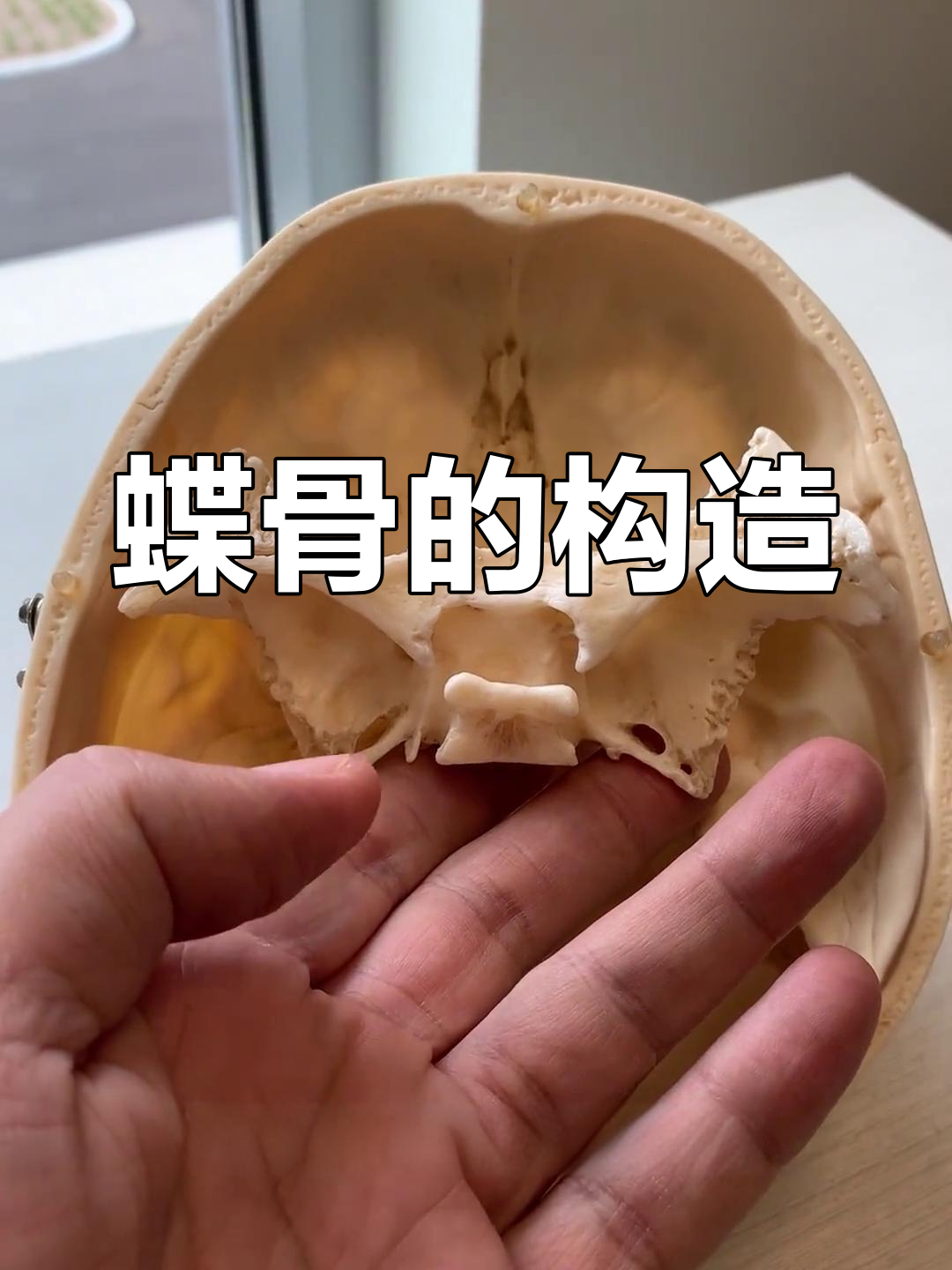 蝶骨的结构与功能解析