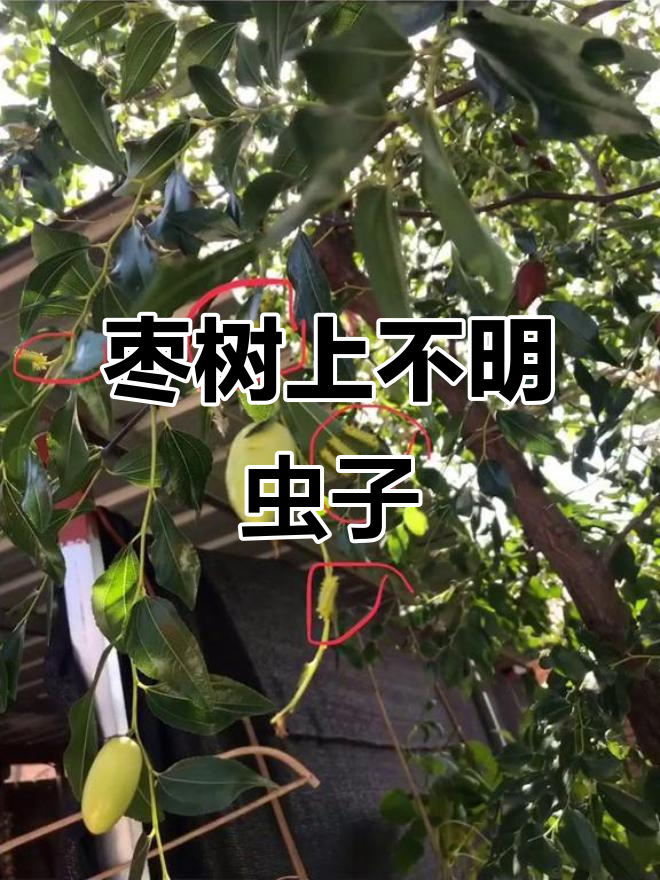 枣树上的神秘小虫,碰一下疼好几天!