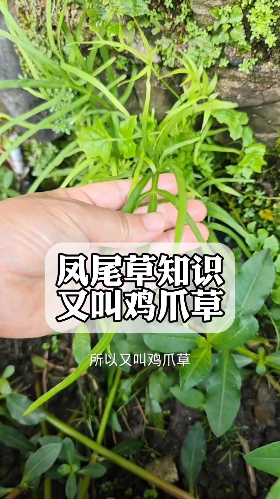 赤脚草的功效和图片图片