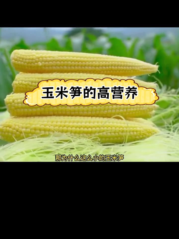 玉米笋的营养价值揭秘