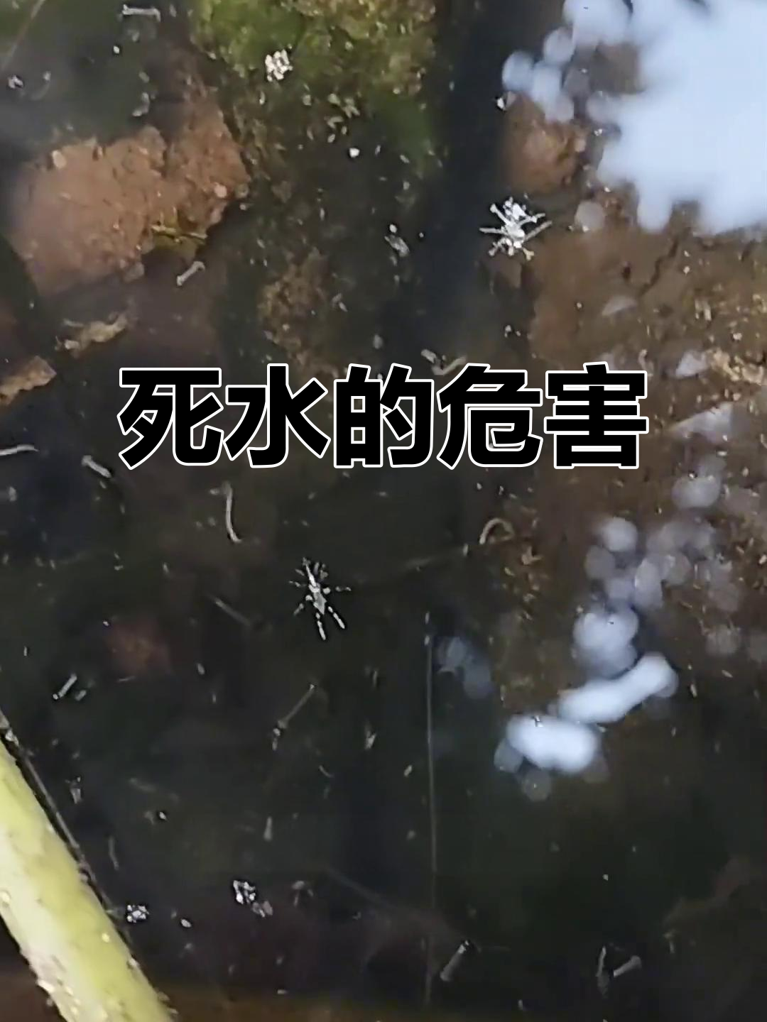 遇到这种死水,赶紧远离!它藏着致命危险