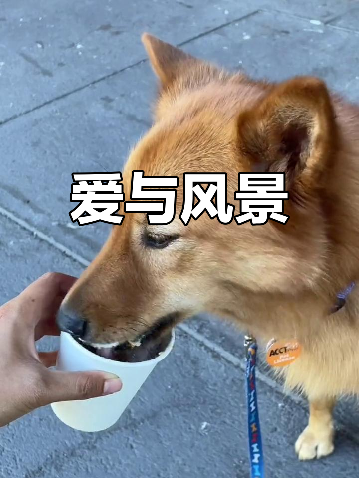 芬兰狐狸犬 狐狸狗图片