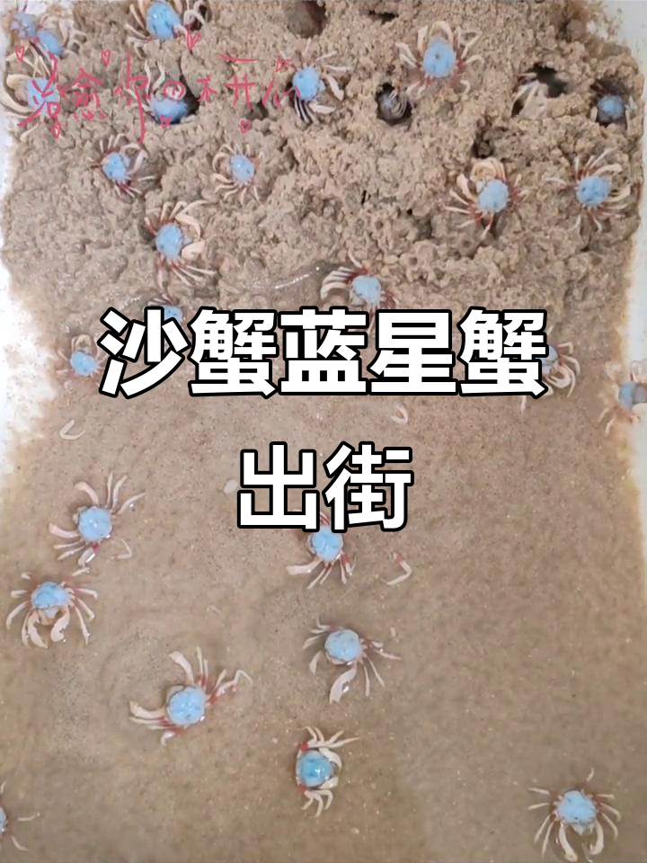 沙蟹与蓝星蟹的街头狂欢,萌态十足