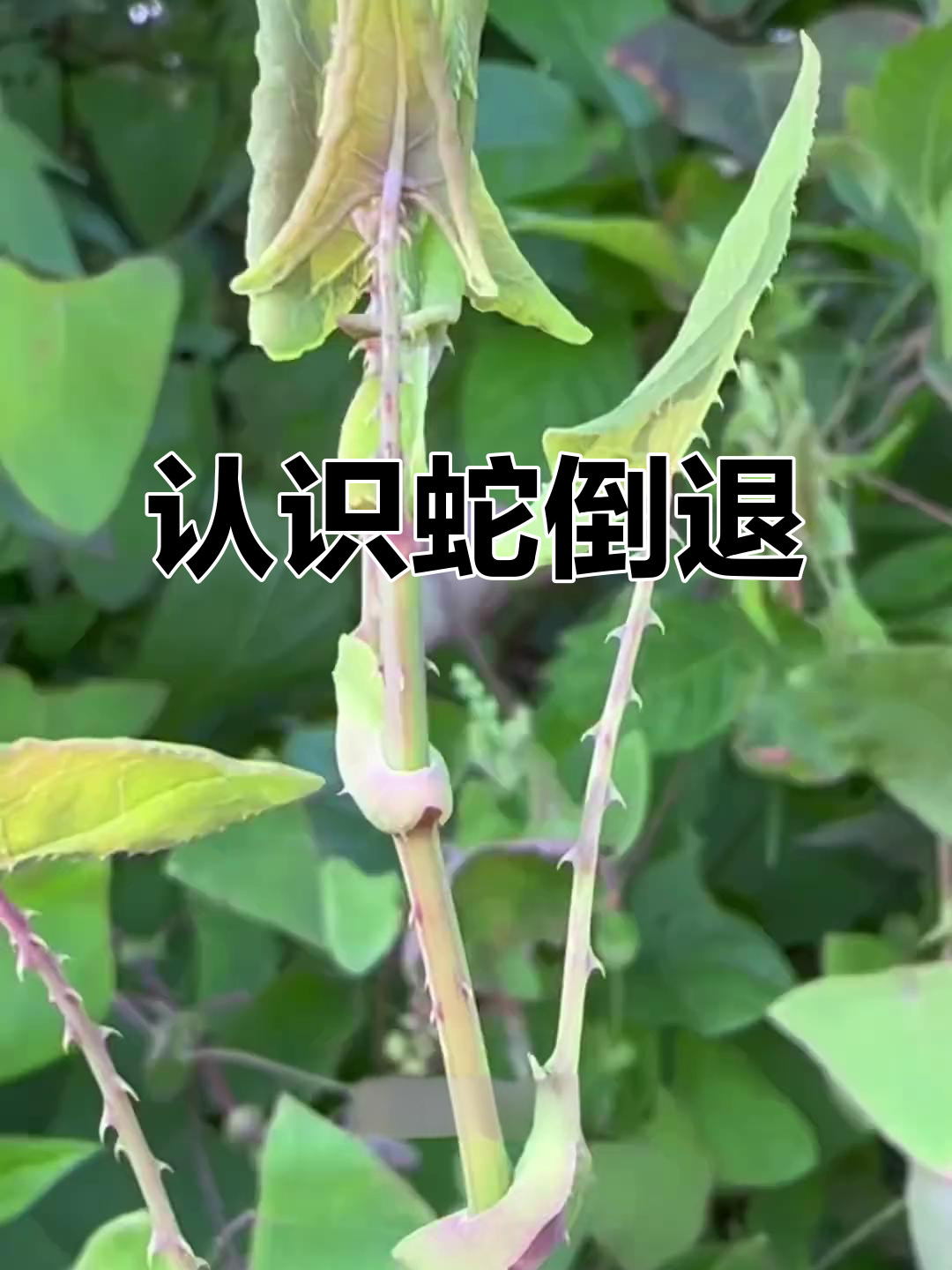 杠板归:全身倒刺的蛇退草,野外遇见要小心