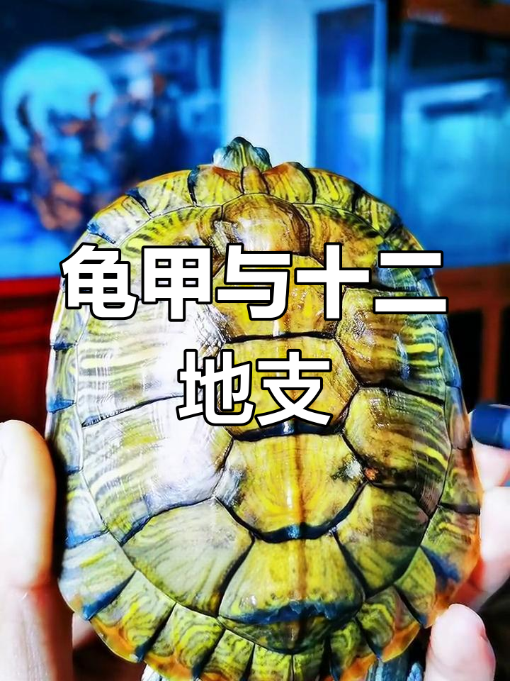 龟壳背后的宇宙奥秘