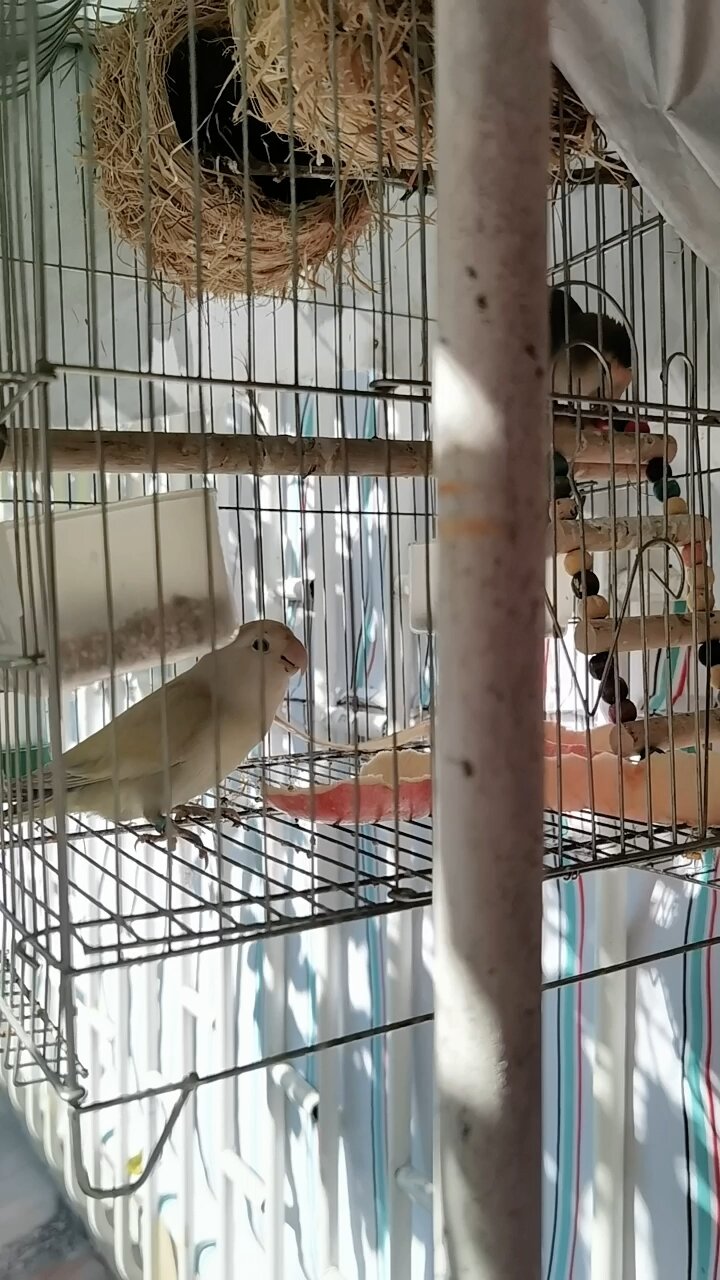 请问这只白色鹦鹉是什么品种?