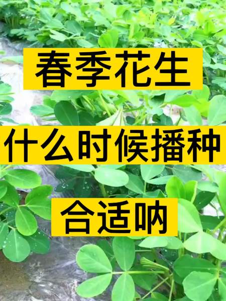 花生什么时候播种图片