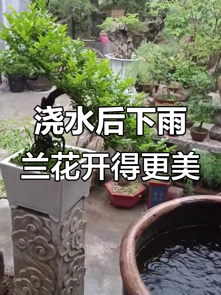 刚浇完水,院子里就下起了雨,兰花更美了