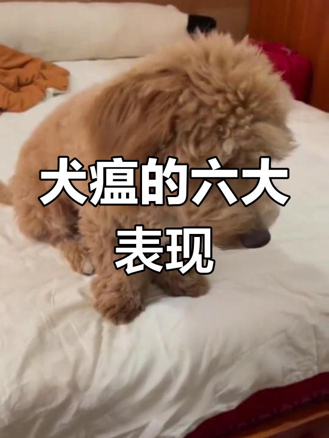 狗狗犬瘟的前兆图片