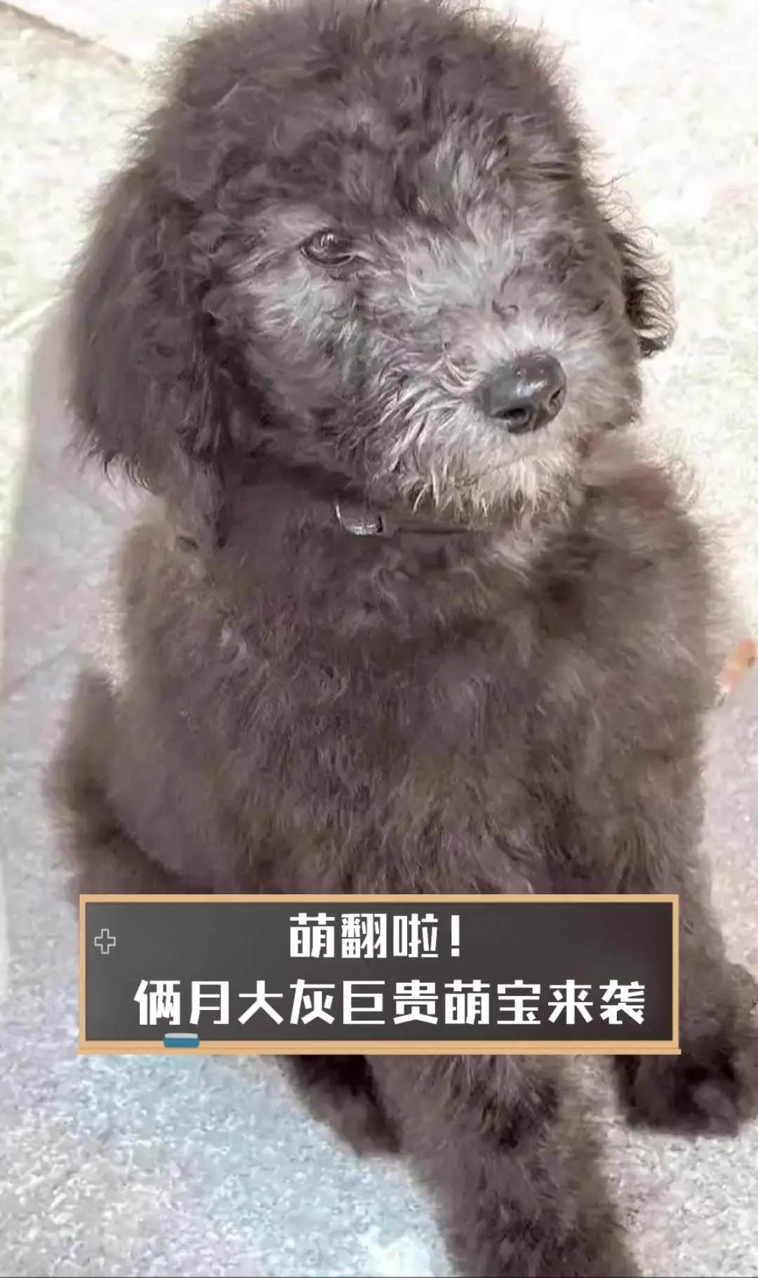 萌翻啦俩月大灰巨贵萌宝来袭