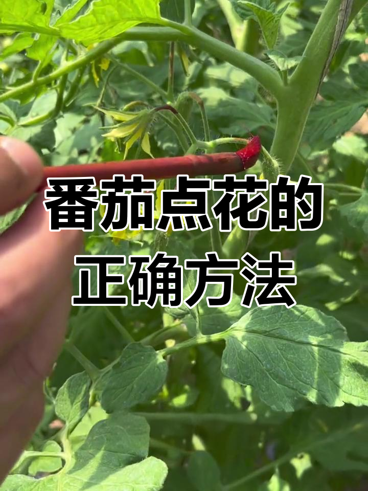 西红柿点花技巧,掌握这个位置才能提高座果率