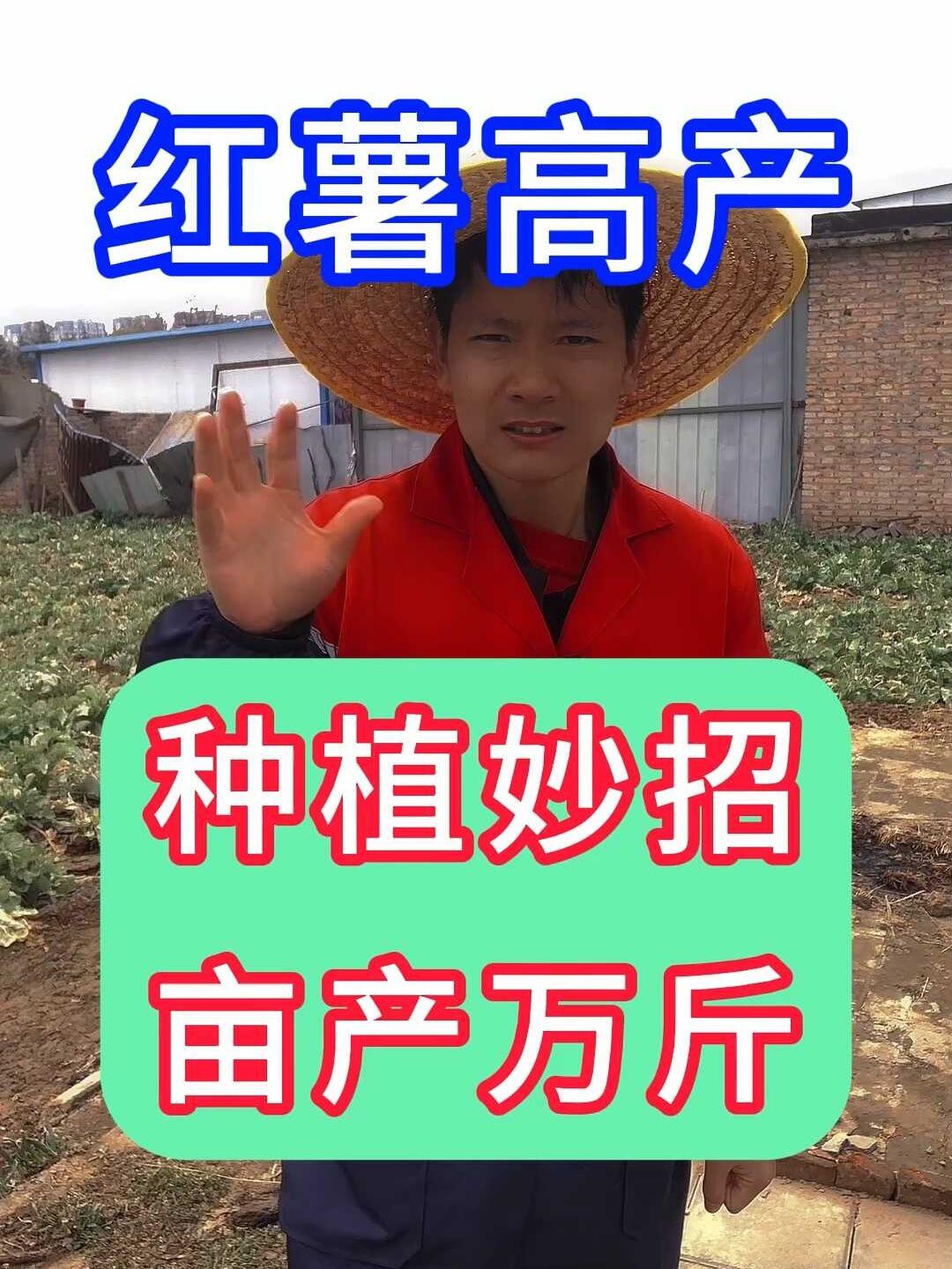 种植妙招 亩产万斤