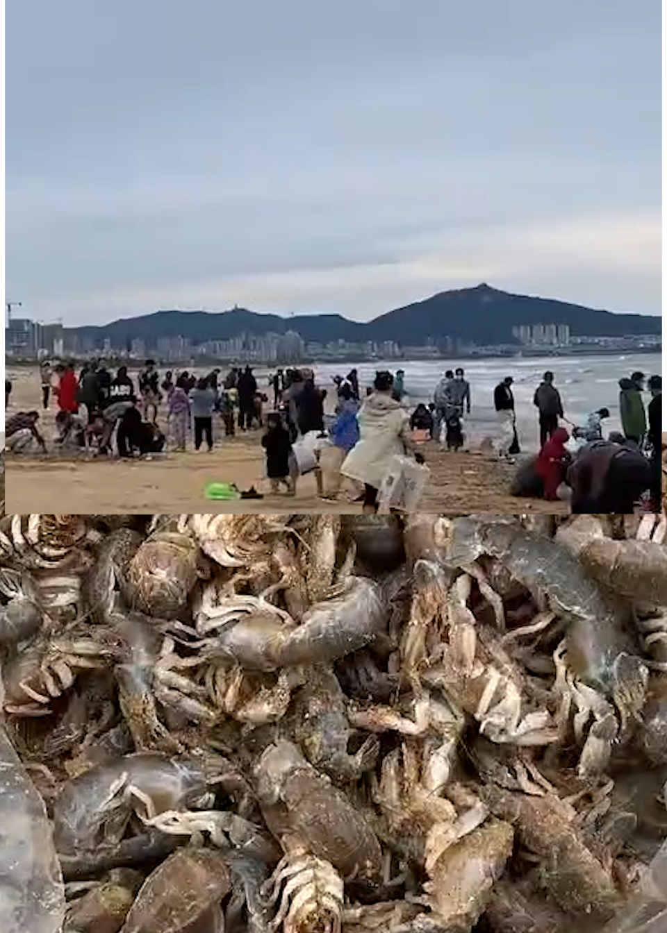 女子发现满沙滩泸沽虾捡30斤回家:瞬间实现海鲜自由