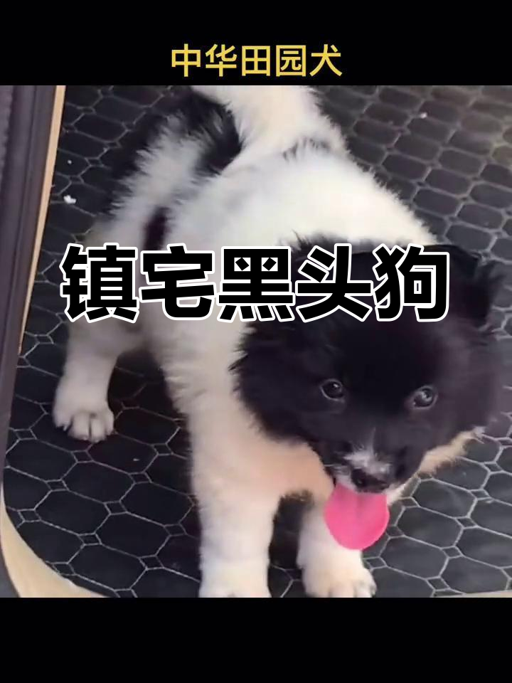 黑头白身中华田园犬,镇宅辟邪招财进宝