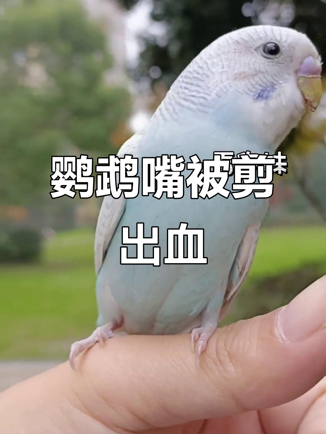 鹦鹉嘴巴受伤流血,竟然是因为这个!
