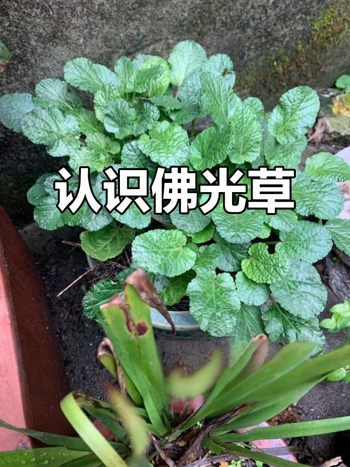 佛光草:看似普通的草药,却有神奇功效