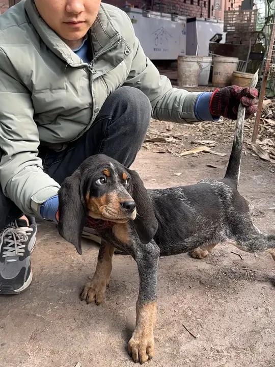 克里小猎犬图片