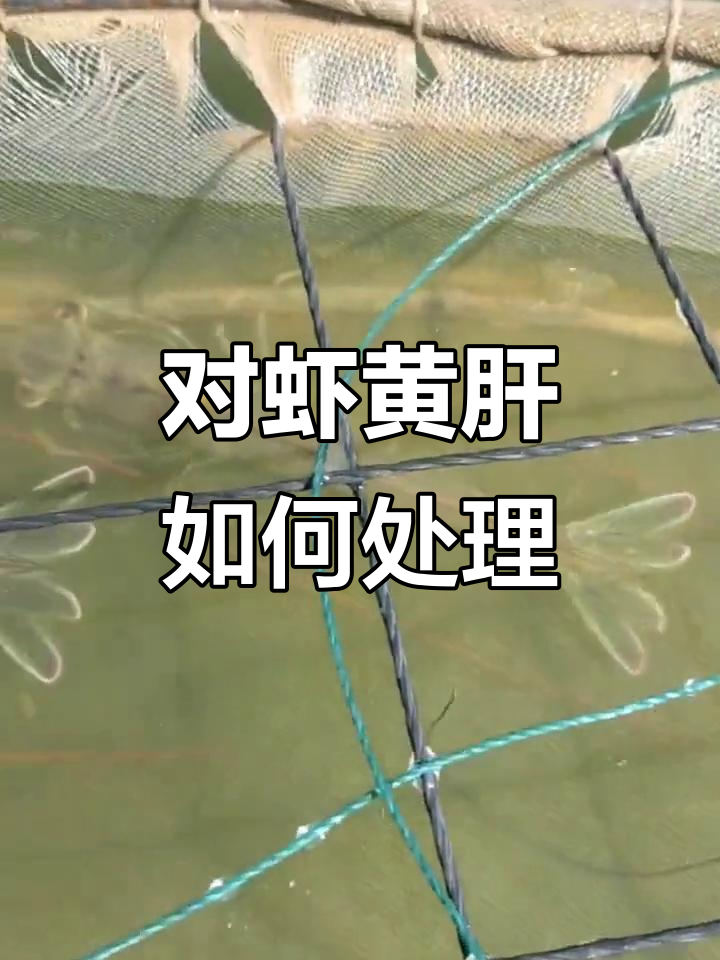 南美白对虾黄肝问题解析:水质与肝脏调理技巧