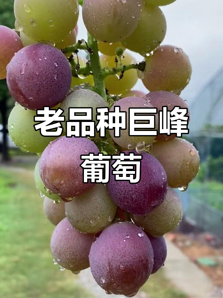 30年老品种巨峰葡萄,带你重温童年味道