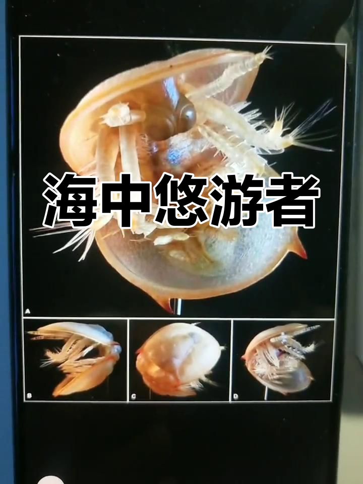 球接子,悠闲的海洋生物,三叶虫中的懒洋洋