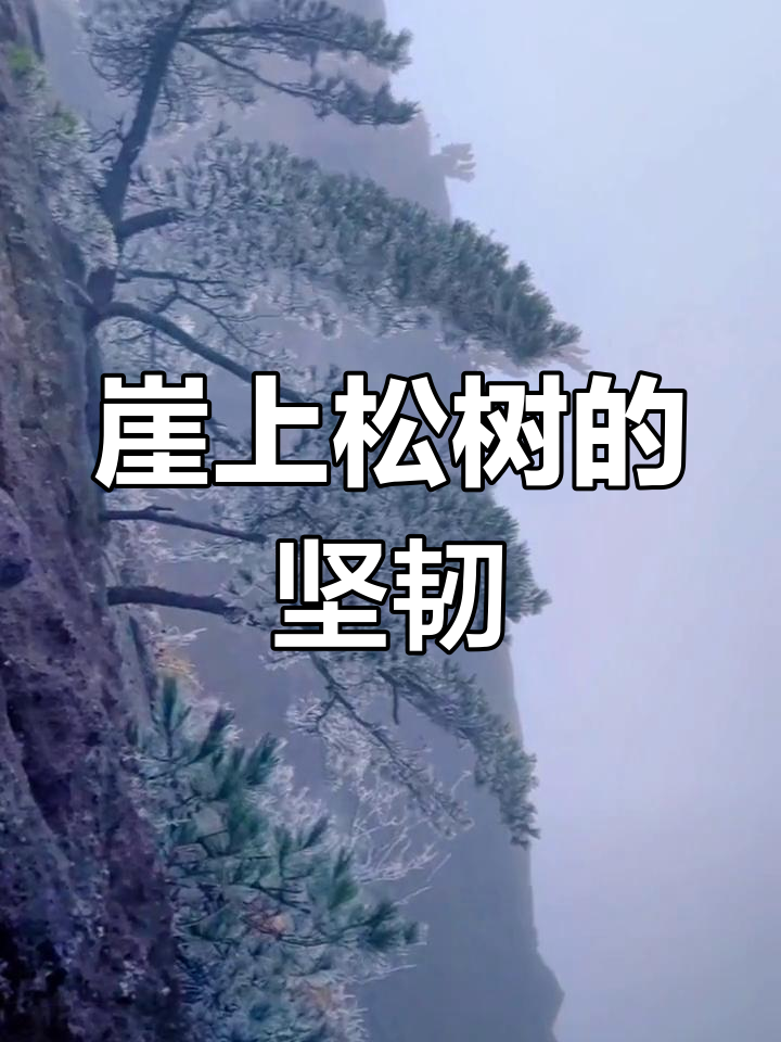悬崖峭壁上的松树,顽强扎根,风雨无阻,傲视群山