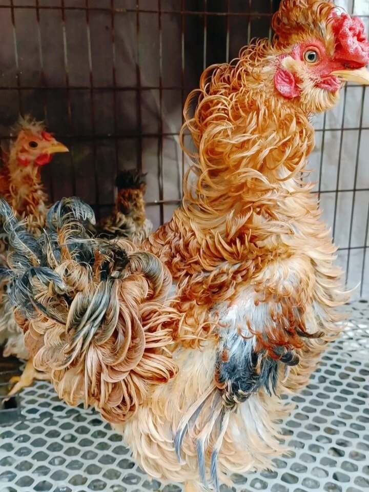 请个别朋友莫吃惊,它们是翻毛鸡