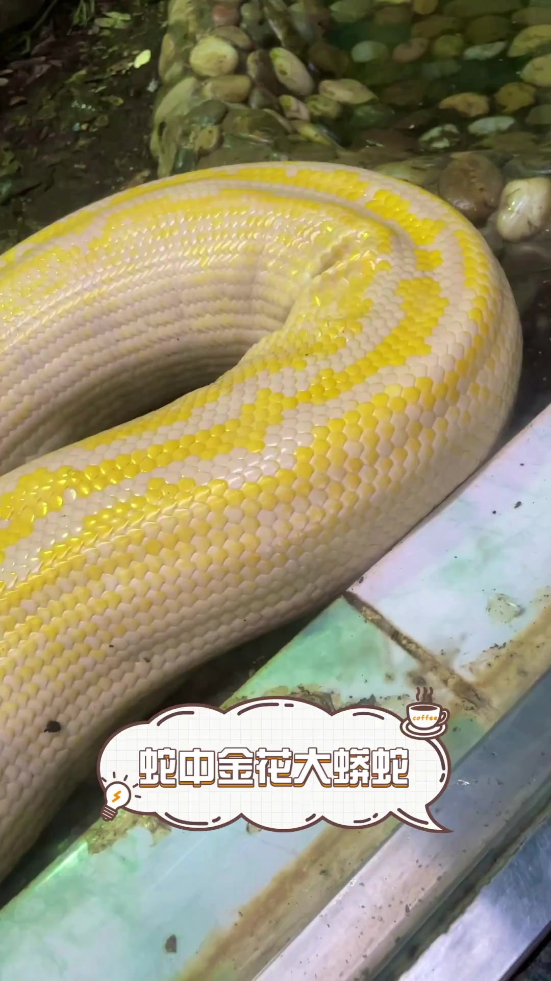蛇中金花大蟒蛇