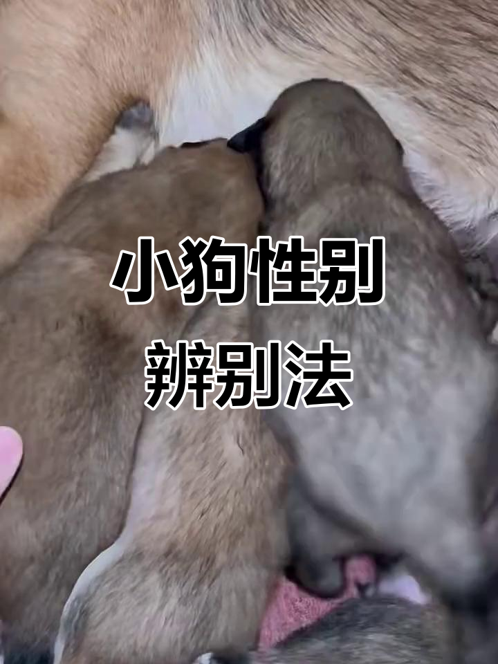 刚出生小狗公母分辨技巧,一看就懂