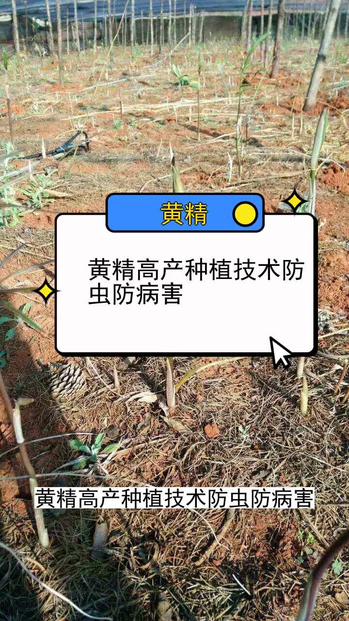 黄精高产种植技术防虫防病害 三农种植