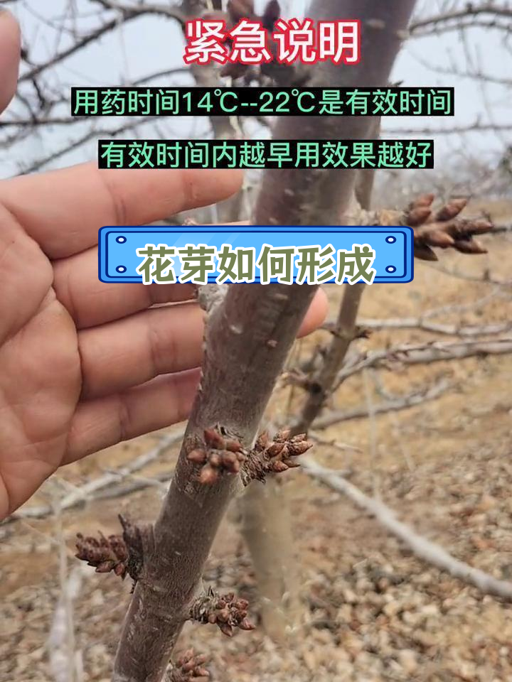 樱桃树生长过程图片