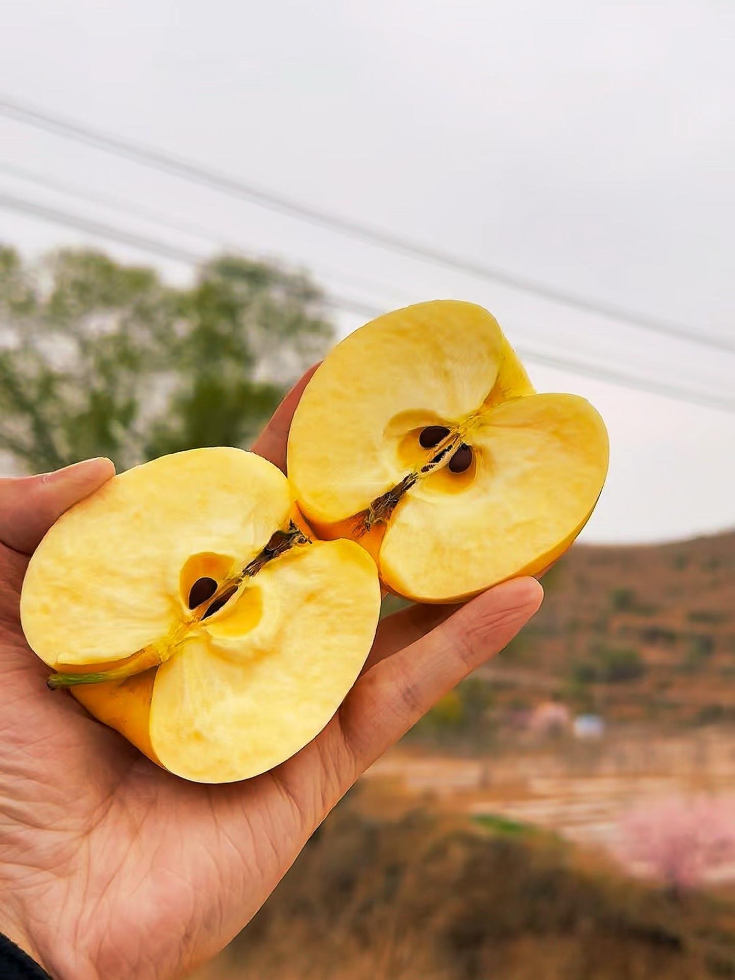创作灵感 厚道甘肃 黄元帅苹果 黄金帅苹果 抖音新农人-度小视