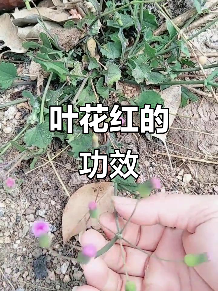 叶花红能清热解毒,治疗多种炎症与疼痛