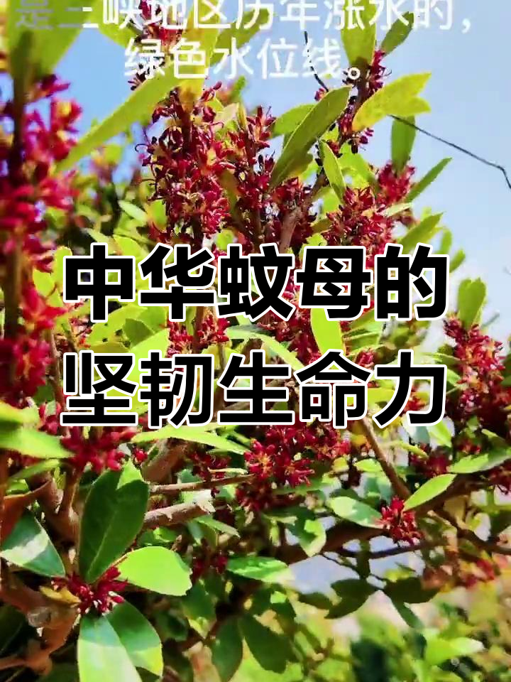 三峡蚊母与中华蚊母图片