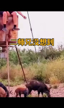 野猪低头干饭，被帽子哥扎心了