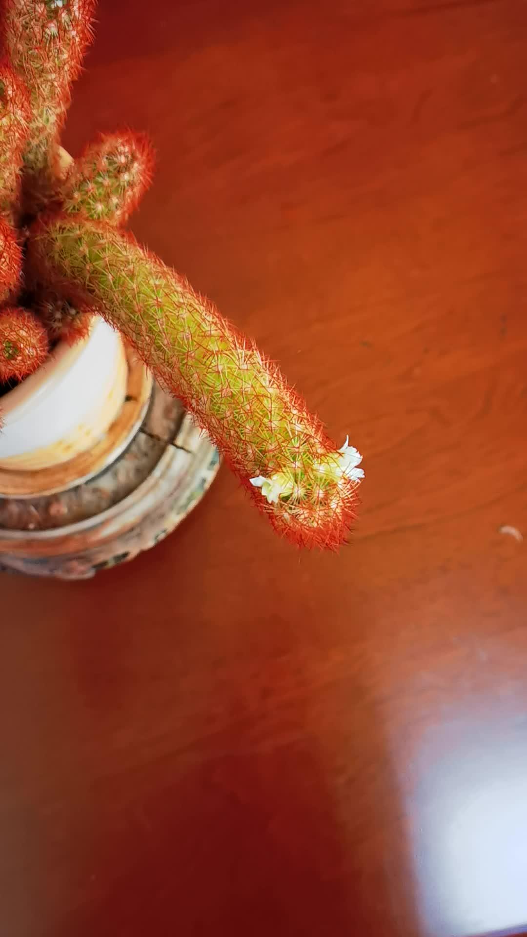 金手指开花 希望我的作品给您带来最美的回忆与快乐 人生不容易只有靠