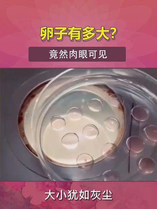 卵子有多大?