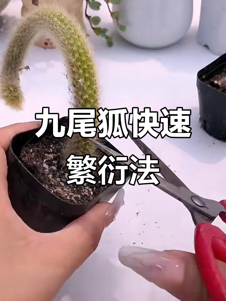九尾狐科普=九尾狐是什么玩意