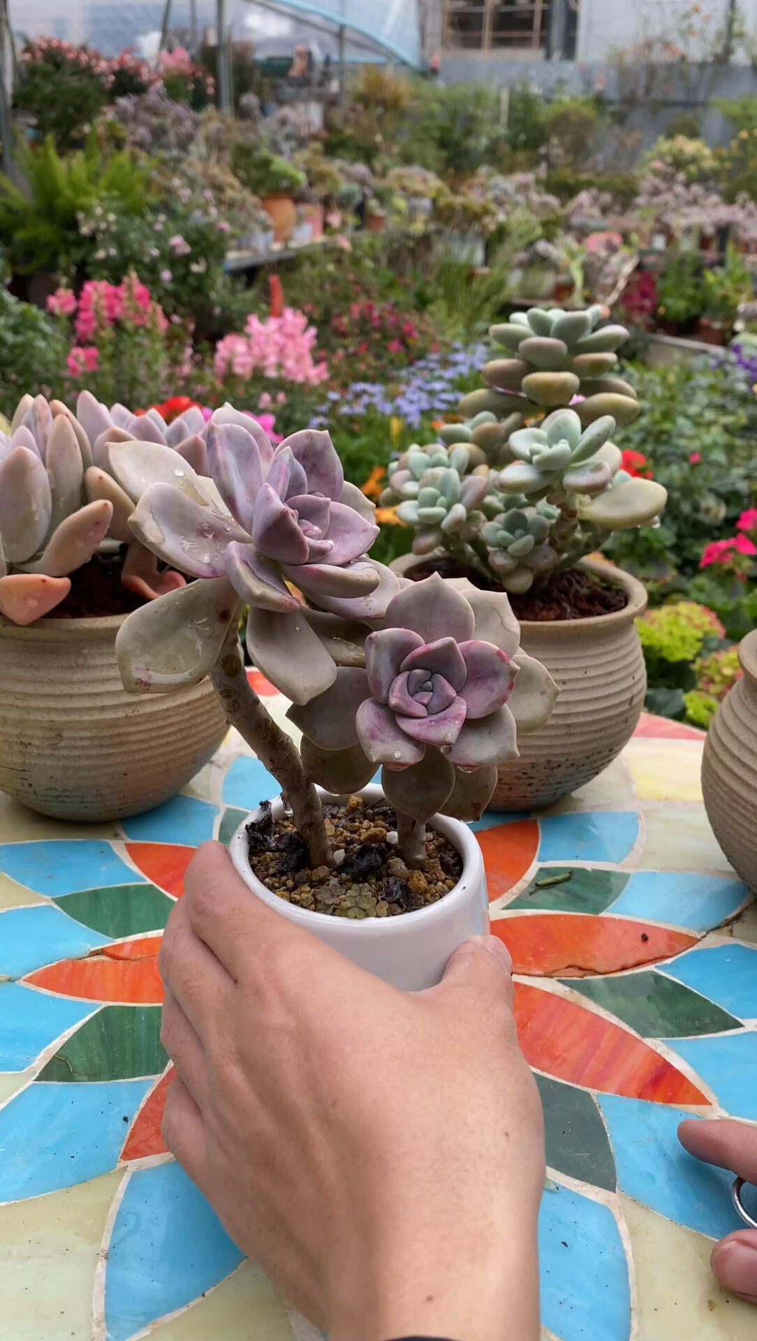 紫乐老桩上盆固定,不掉落方便简单