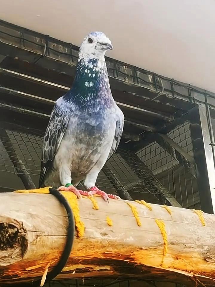 兴奋度天天这么高,谁能料到它会搞出无精蛋 鸽子 信鸽赛鸽 麒麟花信鸽