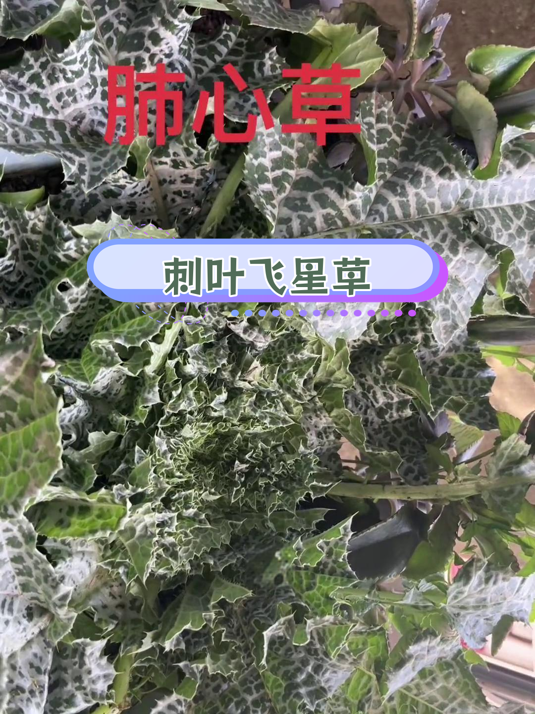 牛心草的功效图片