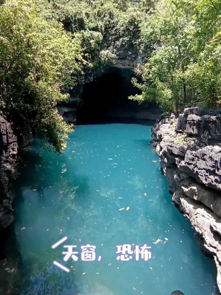 桃花水母天窗潜水事故图片