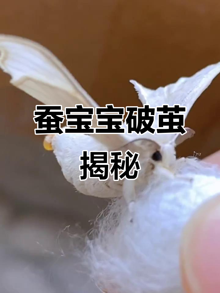 蚕宝宝破茧成蛾,如何分辨雌雄?