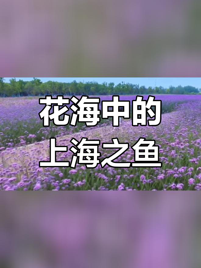 上海之鱼花海图片