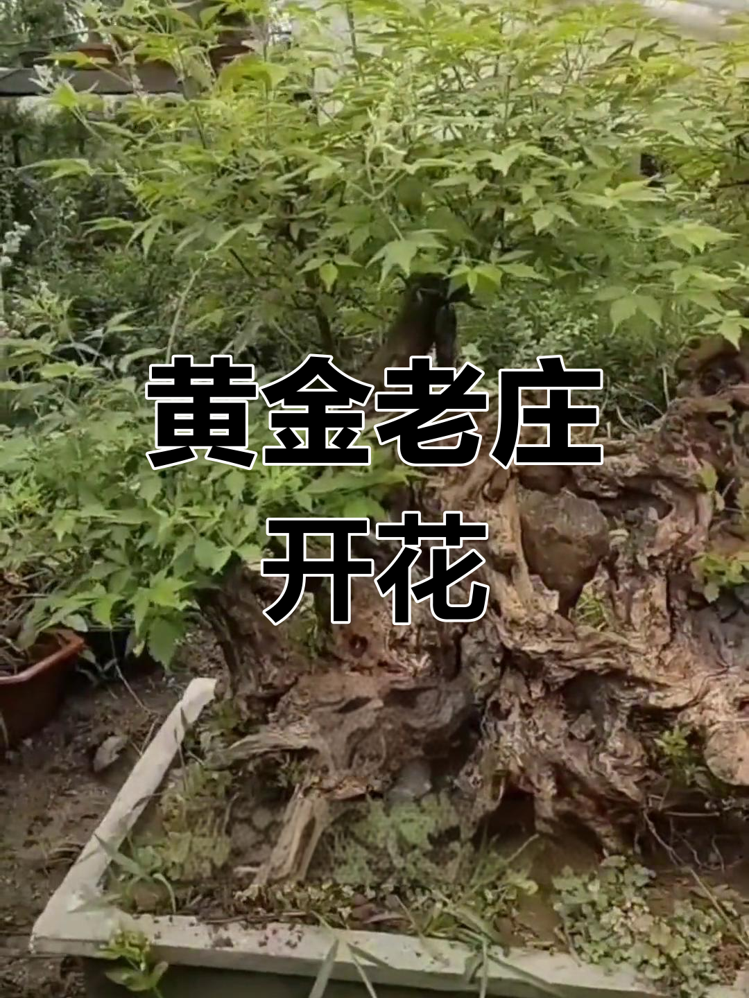 黄荆开花吗图片