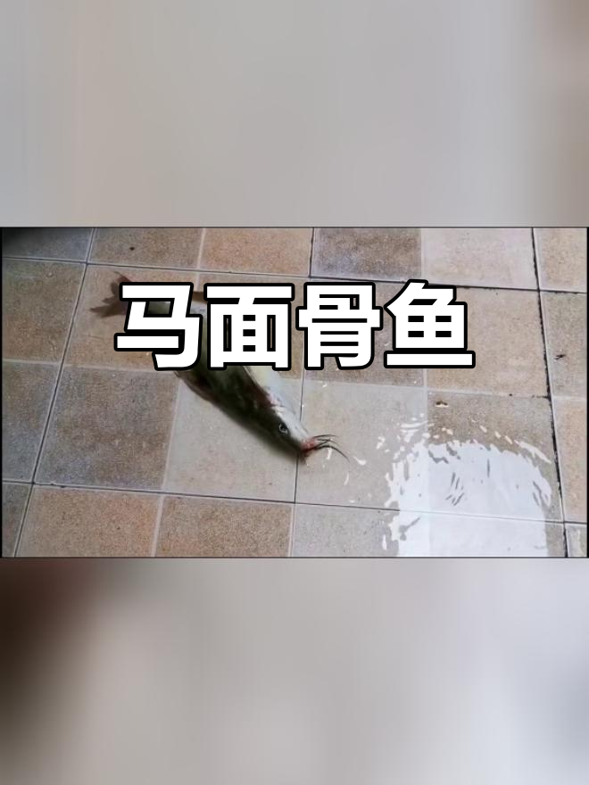 野生马面骨鱼,捕捞难度大