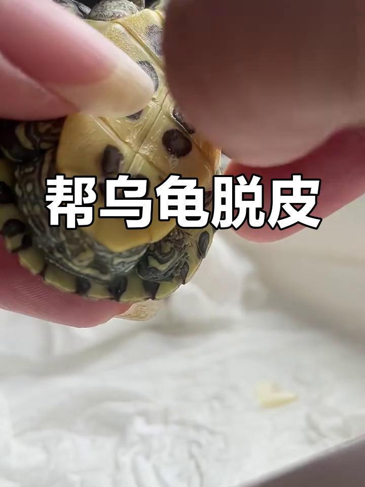 乌龟蜕壳全过程,竟然这么有趣!