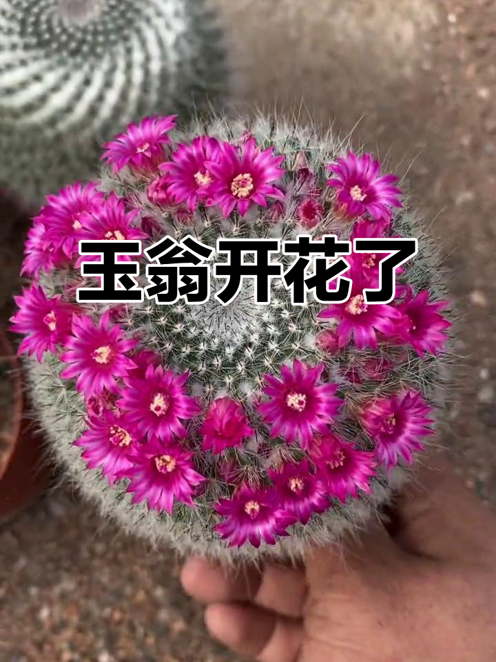 玉翁仙人球开花,美得让人惊艳!
