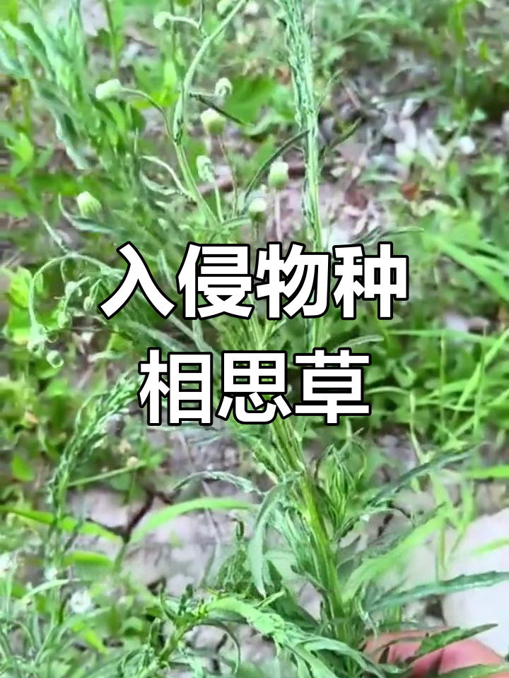 外来入侵植物相思草:从邻国扩散,危害果树与农田